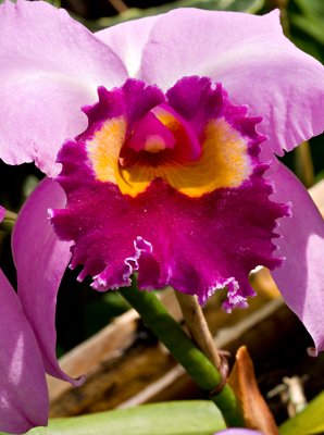 07-05 Mainau orchids 18.JPG