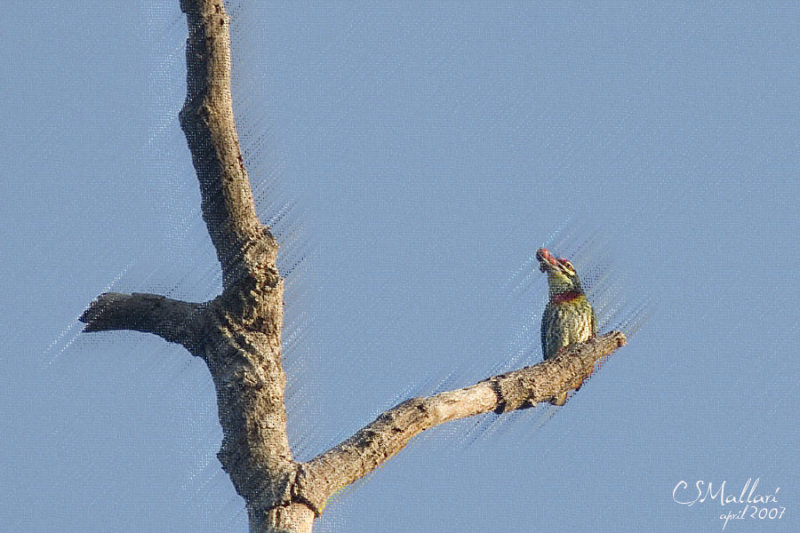 Coppersmith Barbet