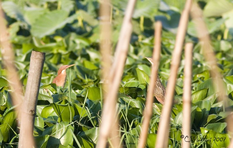 Cinnamon Bittern ?