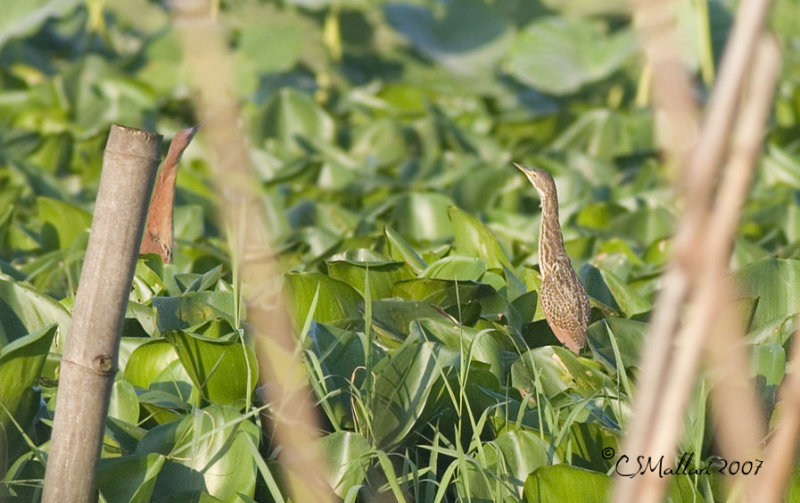 Cinnamon Bittern ?
