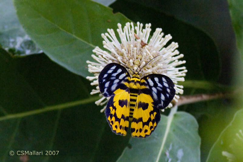 Diaurnal (daytime flying) moth