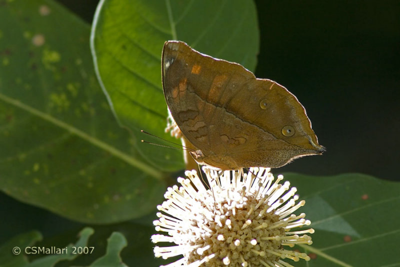 Dolleschallia bisaltide (Leaf Butterfly)