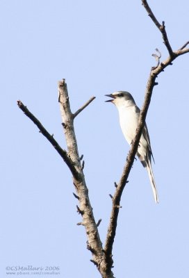 Ashy Minivet