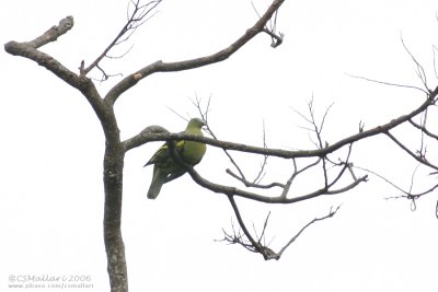 Pompadour Green Pigeon