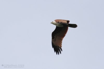 Brahminy Kite