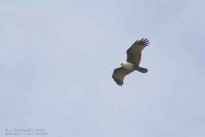 Brahminy Kite