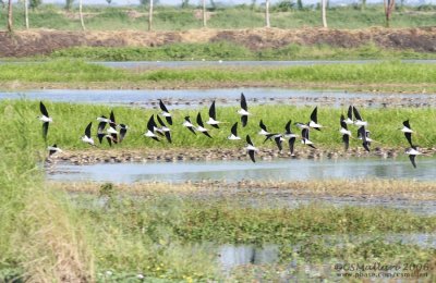 Black-Winged Stilt
