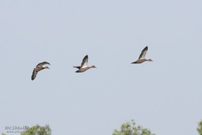 Philippine Duck