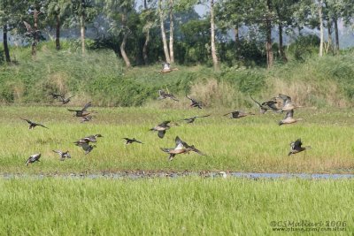 Northern Shoveler