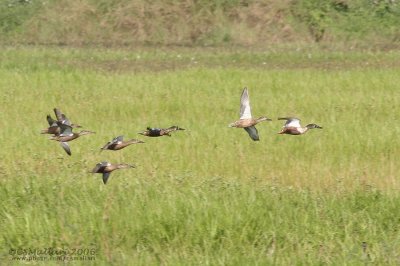 Northern Shoveler