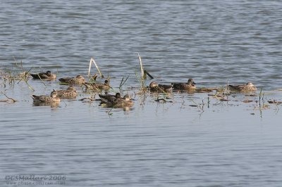 Garganey