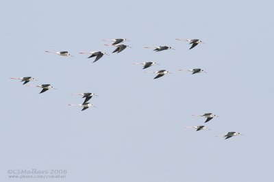 Black-Winged Stilt