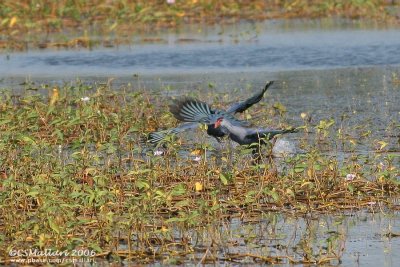 Purple Swamphen