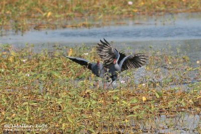 Purple Swamphen