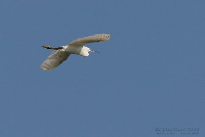 Egret