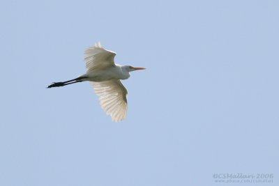 Egret