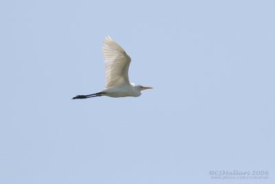 Egret