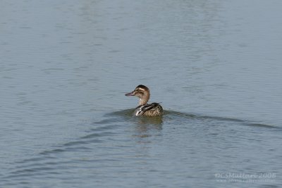 Garganey