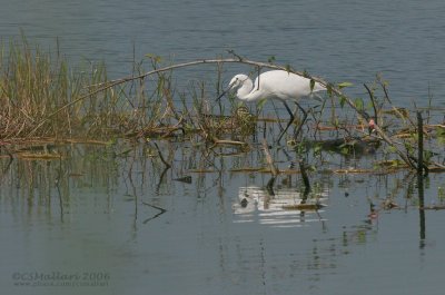 Egret