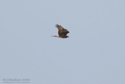 Pied Harrier ???