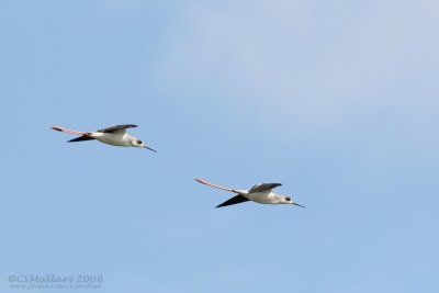 Black-winged Stilt