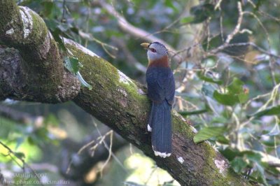 Scale Feathered Malkoha