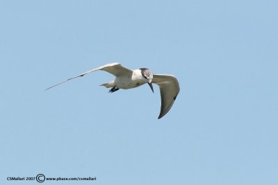 Whiskered Tern