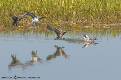 Garganey