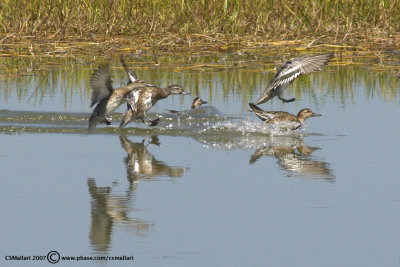 Garganey