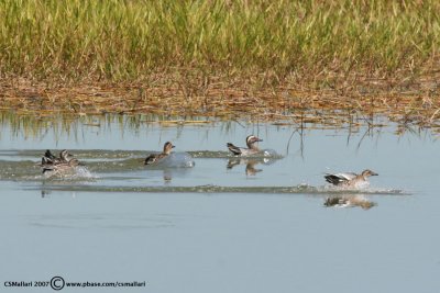 Garganey