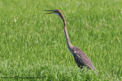 Purple Heron