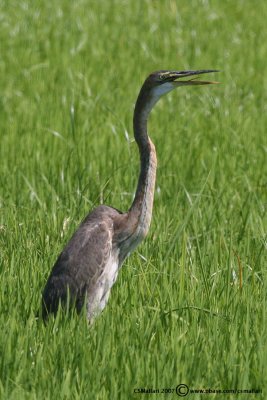 Purple Heron