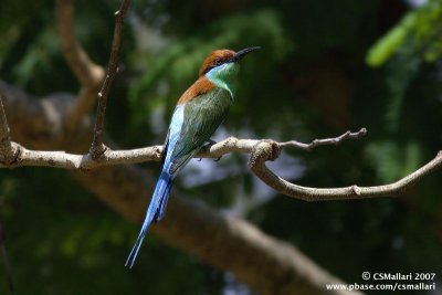 Blue-Throated Bee-Eater