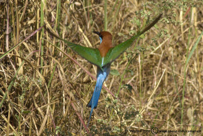 Blue-Throated Bee-Eater