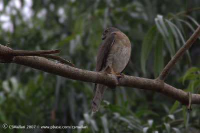 Chinese Goshawk