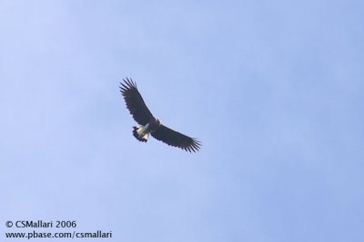 Grey Headed Fish Eagle