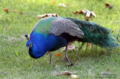 Peacock