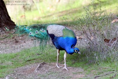 Peacock