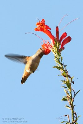 Allen's Hummingbird