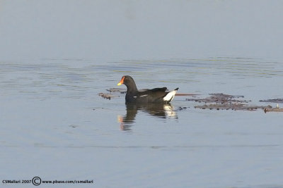 Common Moorhen