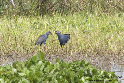 Purple Swamphens (having a chat)