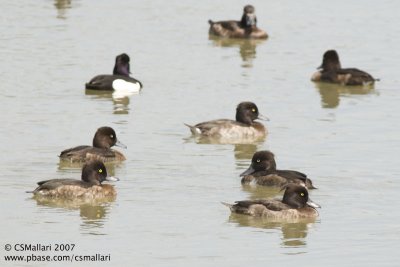 Tufted Duck