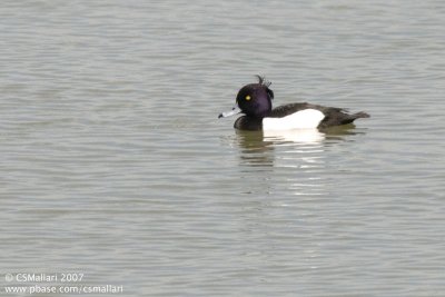 Tufted Duck