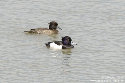 Tufted Duck