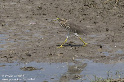 Chinese Pond Heron