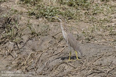 Chinese Pond Heron