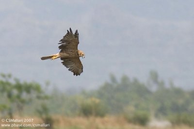 Eastern Marsh Harrier