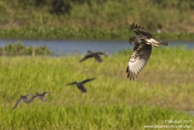 Eastern Marsh Harrier