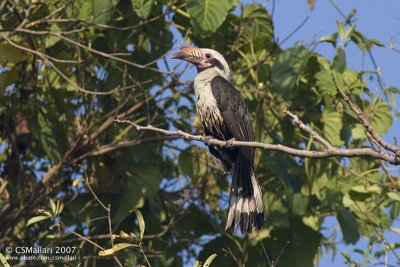 Tarictic Hornbill