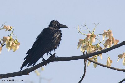 Large-Billed Crow